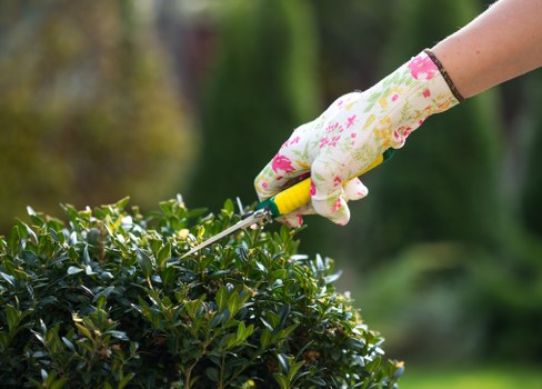 A close-up of a gardener's hand wearing a floral-patterned gardening glove, using pruning shears to trim a dense, dark green shrub in a well-maintained garden. The shrub features small, glossy leaves and is situated in front of a grassy lawn with a slightly uneven texture. In the background, out-of-focus trees and hedges create a lush, natural environment typical of residential outdoor spaces in Hampstead. The scene suggests ongoing garden maintenance and landscaping activities, with natural daylight illuminating the plants and outdoor setting. The image reflects professional gardening work in a landscaped garden that includes lawn areas, hedges, and shrubbery, consistent with services offered by Landscapers Hampstead in the area postcode or town region. The overall environment is peaceful, with a focus on trimming and maintaining greenery to ensure a neat and healthy garden appearance.
