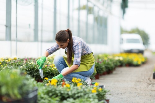 A woman kneeling in a well-maintained garden with neatly arranged flower beds, tending to yellow and purple flowering plants. The garden features a paved pathway running through the space, bordered by lush green grass and low shrubs. In the background, there are large glass greenhouse structures and a parked vehicle, indicating an outdoor horticultural environment. The woman is wearing gardening gloves, a checkered shirt, and an apron, suggesting active gardening work often associated with professional landscaping and garden maintenance services in Hampstead. The scene is captured during daylight with natural light, emphasizing a healthy, thriving outdoor space designed for aesthetic appeal and outdoor enjoyment.