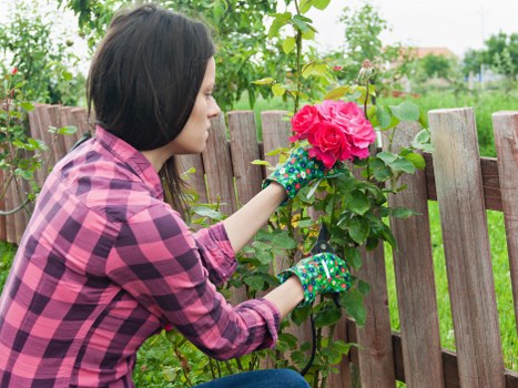 A woman in a pink and black checkered shirt is tending to a vibrant pink rose bush in a well-maintained garden. She is wearing gardening gloves and appears to be carefully pruning or inspecting the flowers. The garden features a wooden fence with vertical slats that separates the flower bed from the background, which includes green leafy trees and shrubs, indicating a lush outdoor space typical of Hampstead. The soil around the rose bush is neat and free of weeds, with healthy green foliage contributing to the garden's lively appearance. The lighting suggests a mild, overcast day, providing even illumination across the scene. This setting exemplifies professional outdoor gardening and landscaping practices, with an emphasis on floral care and garden structure, relevant to services offered by Landscapers Hampstead in the Hampstead area with postcode NW3, supporting local gardening and landscaping aesthetics.