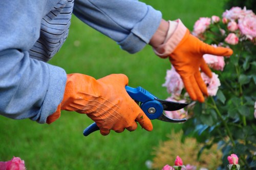 A gardener, wearing light blue denim sleeves and bright orange gloves, is using a pair of blue-handled garden pruning shears to trim pink flowering shrubs in a well-maintained outdoor garden. The background features lush green grass, with a neatly arranged flower bed containing blooming pink flowers and dark green foliage. The garden appears to be in a residential area within Hampstead, with a tidy layout including a lawn area and shrub borders. The lighting indicates a clear day with natural sunlight highlighting the vibrant colours of the plants and the gardener's equipment, emphasizing a professional gardening service focused on shrub maintenance and garden upkeep.