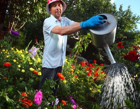 A man wearing a red hat, light blue shirt, and blue gardening gloves is watering a lush garden bed with a black watering can, positioned outdoors in a green environment. The garden features a variety of vibrant flowers in shades of red, pink, yellow, and purple, arranged alongside a gravel pathway that runs through the area. In the background, there are tall trees and dense foliage providing shade and a sense of enclosure to the landscaped yard. The soil in the flower beds appears well-maintained, and the area is bathed in natural sunlight, highlighting the rich colours of the floral display. This scene demonstrates outdoor gardening maintenance suitable for local Hampstead gardens, with the presence of a lush lawn area nearby, neatly bordered by plants and features typical of residential landscaping managed by professionals like Landscapers Hampstead.