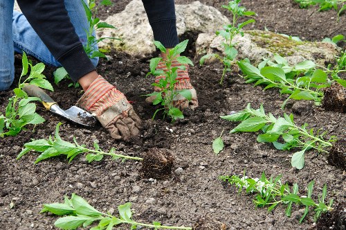 A gardener wearing protective gloves and a dark long-sleeve shirt is planting young shrubs in a prepared garden bed with dark, rich soil. The garden features several rows of neatly spaced plants, with some already established and others being recently planted. The plants have vibrant green leaves and are arranged in a border along the edge of a landscaped outdoor space, likely part of a residential garden in Hampstead. Larger rocks and soil borders can be seen at the back, indicating a well-maintained area suitable for outdoor landscaping services. The scene is outdoors with natural lighting, suggesting a clear day. This garden layout shows elements typical of professional gardening and planting work, aligning with the services offered by Landscapers Hampstead in the Hampstead area, with attention to healthy, well-organized plant arrangements and soil preparation for lasting growth.
