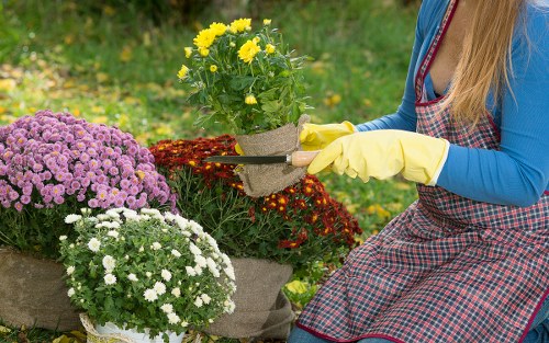 A woman dressed in a blue top and a checkered apron is kneeling in a garden, tending to potted flowering plants. She is wearing yellow gardening gloves and appears to be planting or adjusting yellow and white chrysanthemums in grey fabric pots. Nearby, there are additional flower arrangements, including a large cluster of purple chrysanthemums and white daisies, set on a green lawn with a background of blurred, leafy garden foliage. The scene suggests outdoor gardening activities typical of a landscaped yard in Hampstead, featuring well-maintained flower beds and vibrant, natural colour tones, under bright daylight conditions.