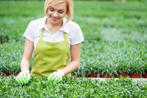 A smiling woman in a white shirt and bright green apron is working in a well-maintained garden nursery in Hampstead, tending to lush, healthy green plants in small pots arranged in rows on the ground. The garden features a neatly-mown grass lawn in the foreground, with rows of young plants and shrubs extending into the background. Behind her, there are taller trees and a variety of leafy bushes, creating a vibrant outdoor space indicative of professional gardening services. The scene is lit by natural daylight, suggesting a clear or partly cloudy sky, with the garden appearing orderly and carefully cultivated, reflecting landscaping and lawn care expertise typical of Hampstead's outdoor spaces. This setting subtly aligns with the services offered by Landscapers Hampstead, showcasing their attention to detail in outdoor maintenance and garden planting.
