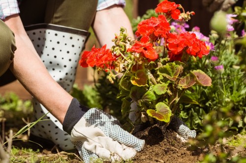 A close-up view of a gardener's hands wearing gardening gloves as they plant vibrant red geraniums into dark, fertile soil in a well-maintained outdoor garden. The garden features a mix of flowering plants with pink and purple blooms, and lush green foliage surrounding the planting area. In the background, there is a partially visible garden hose and a wooden garden border that delineates a flower bed. The scene depicts a bright, sunny day typical of outdoor gardening activities in Hampstead, with natural light illuminating the rich textures of the soil, leaves, and flower petals. This image highlights careful planting and garden care practices common in professional landscapers' services, such as those offered by Landscapers Hampstead, and illustrates the process of enhancing outdoor spaces with colorful flowering plants and structured garden beds in a tranquil, residential setting.