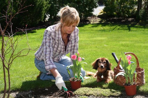 A woman with blonde hair, wearing a plaid shirt and jeans, is kneeling on a well-maintained, lush green lawn in a garden near Hampstead. She is tending to a flower bed, planting vibrant pink tulips in a small terracotta pot, using gardening gloves for protection. Behind her, there are a few young trees and neatly trimmed hedges, creating a balanced outdoor space. To her right, a small brown and white puppy sits attentively on the grass, looking towards her, while nearby, a woven basket contains more tulips, with some flowers already planted or arranged around the garden. The garden features a combination of vibrant flower beds, dense grass, and paved pathways, with the sunlight casting soft shadows, indicating a clear or partly sunny day. This outdoor area reflects a typical suburban garden ideal for seasonal planting and outdoor leisure, supported by professional gardening services from Landscapers Hampstead, ensuring the garden remains attractive and healthy year-round.