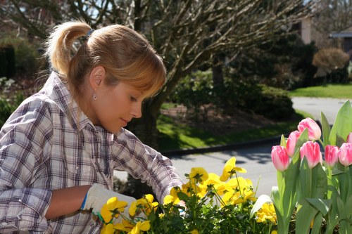 A young woman with blonde hair tied in a ponytail, wearing a plaid shirt and gardening gloves, tending to a flower bed in a residential front garden. She is leaning forward and inspecting yellow pansies and pink tulips, which are arranged along the edge of the garden near a paved pathway. Behind her, there are well-maintained shrubbery and a mature tree with bare branches, indicating early spring. The lawn area adjacent to the flower beds is lush green and neatly trimmed, and the garden is bordered by a hedge and a low wooden fence. Bright natural sunlight illuminates the scene, casting soft shadows on the grass and plants, with clear skies suggesting a mild, sunny day. This garden features a combination of vibrant flowering plants, green foliage, and a clean, orderly layout suitable for landscaping and garden renovation ideas in Hampstead or nearby areas.
